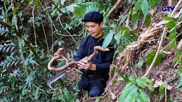 Cách ngâm rượu Kháu Vài Lèng