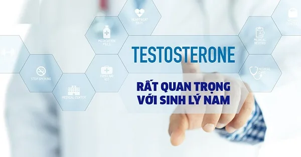 hormone testosterone trong chức năng sinh lý nam
