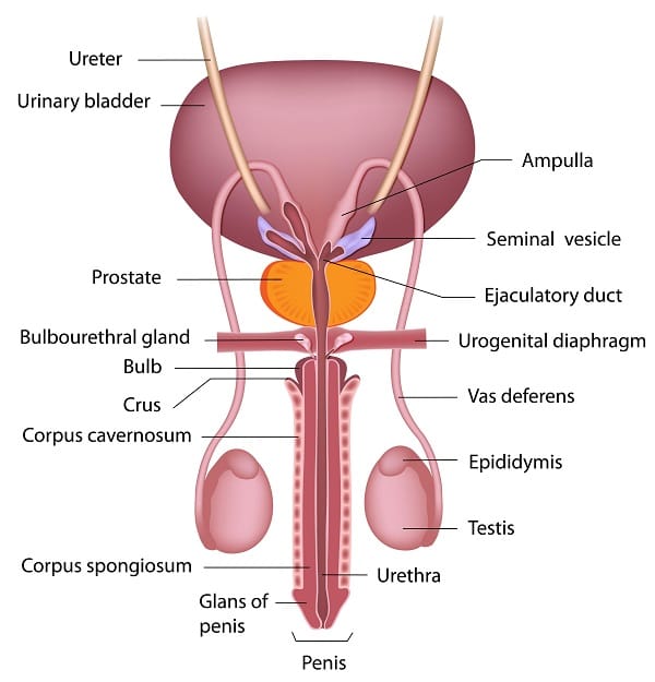 Nhịn tiểu lâu ảnh hưởng gì đến sinh lý nam
