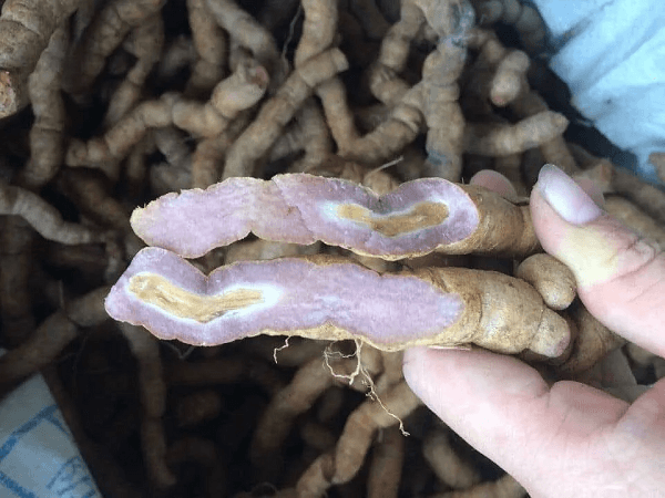 Ba Kích Tím Và Ba Kích Trắng Khác Nhau Thế Nào?