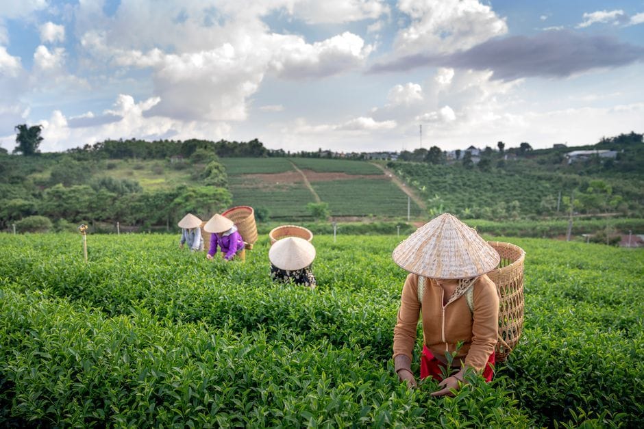 Thảo mộc Kháu Vài Lèng tự nhiên được thu hái từ vùng núi cao Hà Giang
